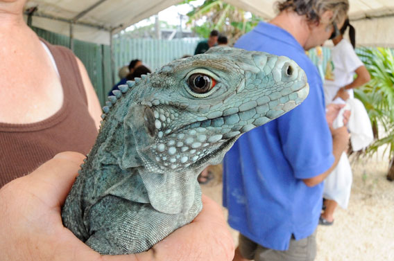  Una iguana azul de corta edad esperando para su evaluación médica. Foto de Julie Larsen Maher/Wildlife Conservation Society. 