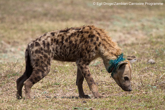 A photo of a hyena after a snare was removed from its neck and its wounds treated by staff from the South Luangwa Conservation Society. Zambia, July 2010. Photo by: Egil Droge/Zambian Carnivore Program.