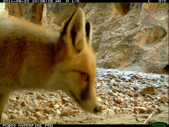 A red fox inspects the camera trap. Photo by: WCS Afghanistan Program.