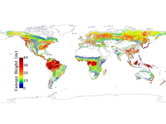 NASA map of global forest height, the redder the taller, the bluer the shorter. Image courtesy of NASA.