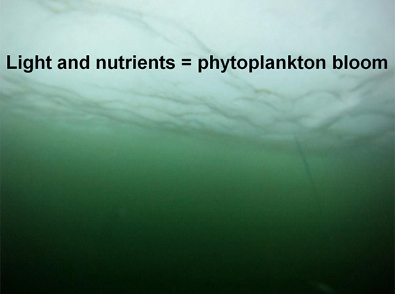When light reaches the nutrient-rich waters under the Arctic ice cap, it creates the perfect environment for phytoplankton to bloom. Credit: Don Perovich/U.S. Army Cold Regions and Engineering Laboratory.