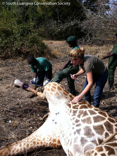 Snares kill and injure a vast multitude of species: here, a snared giraffe is treated by South Luangwa Conservation Society, Zambia, 2011.. Photo by: South Luangwa Conservation Society.