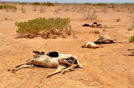 Livestock lay dead during the East Africa famine last year. Photo by: Oxfam East Africa.