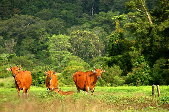 Female banteng in Alas Purwo National Park, Java, Indonesia. Photo by: Rochmad Setyadi.