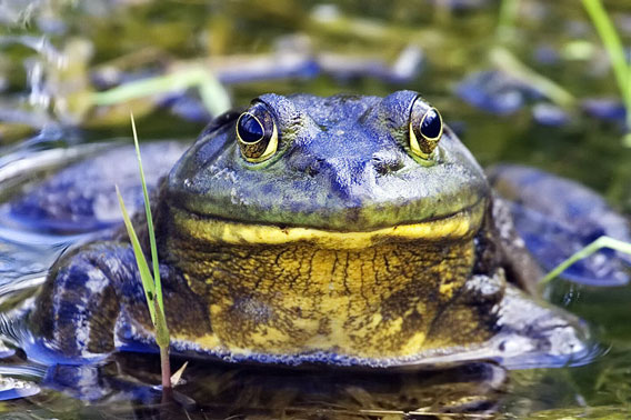 Invasive American bullfrog in British Colombia. Photo by: Alan D. Wils.