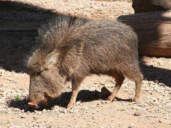 Chacoan peccary at the Phoenix Zoo. Photo by: Dave Pape.