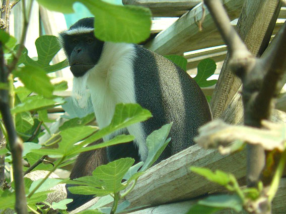  One of the world's top 25 most endangered primates: the roloway monkey (Cercopithecus diana roloway) photographed in the Munich Zoo. 