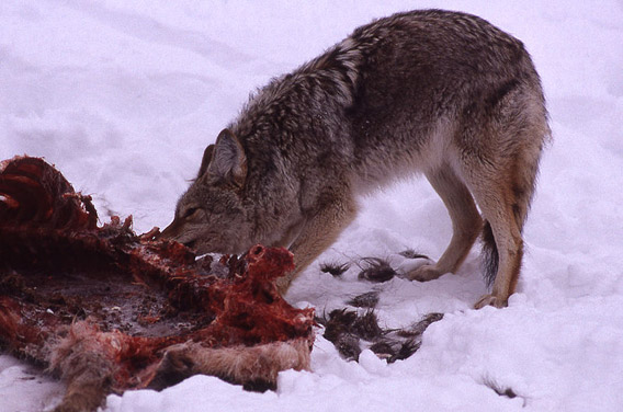 Coyote feeding on elk carcass in Yellowstone National Park. Photo by: Jim Peaco/U.S. National Park Service.
