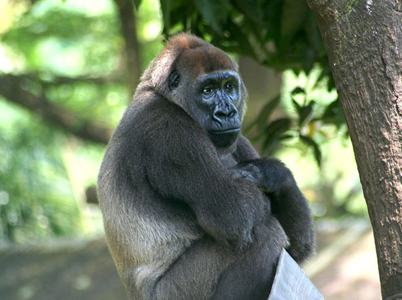 Captive Cross River gorilla at Limbe Wildlife Centre, Limbe, Cameroon. Photo by: Julie Langford.