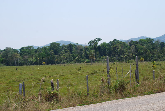 Pasture with rainforest behind in the Lacandon rainforest. Photo by: Alejandro Linares Garcia.