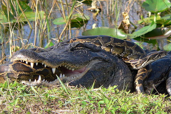 An American alligator and a Burmese python struggle in Everglades National Park. Photo by: Lori Oberhofer, U.S. National Park Service.