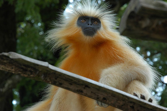 Endemic to India, the golden langur is considered Endangered. Photo by: Mousse.