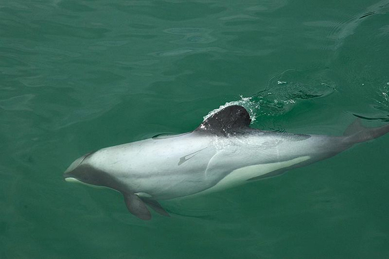 Hector's dolphin, the parent species of Maui's dolphin. Photo by: James Shook.