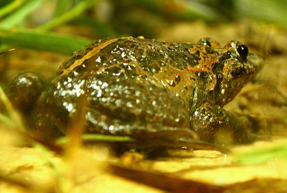 After missing for over 60 years, the Hula painted frog was rediscovered in Israel. This photo shows the rediscovered female that has brought hope that the species could still be saved. Photo by: Mickey Samuni-Blank.