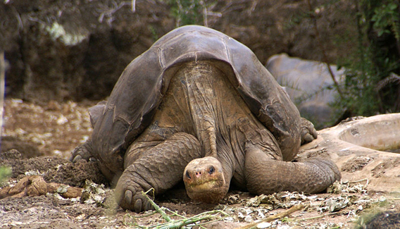 Lonesome George, the last of his kind, has passed away. 