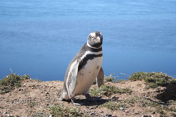 Magellanic penguin in Patagonia. Photo by: Michaël Catanzariti.