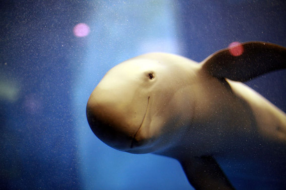 There are two subspecies of the finless porpoise, one is found in the Yangtze River, the other in Japan, Taiwan, and South Korea. This individual is the latter and was photographed in a Japanese aquarium. Photo by: Kenichi Nobusue.