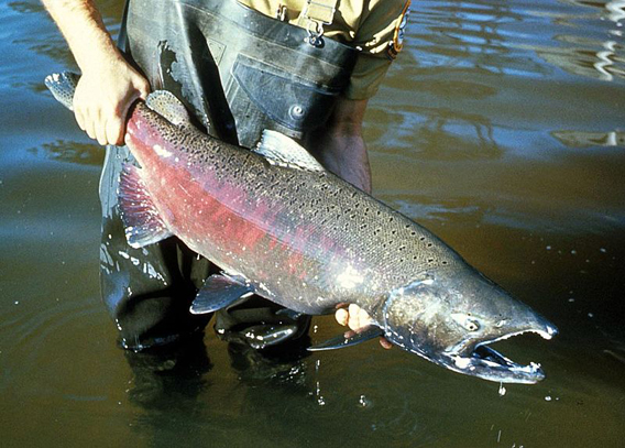Chinook salmon. Photo by: USGS.