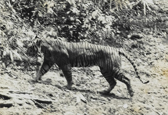 A Javan tiger in 1938 at Ujung Kulon. Photo by: Andries Hoogerwerf.