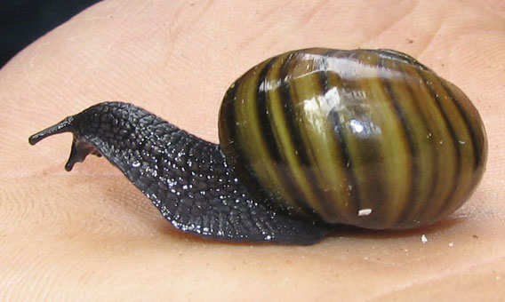 New Zealand's Powelliphanta snail. Photo by: Alan Liefting. 