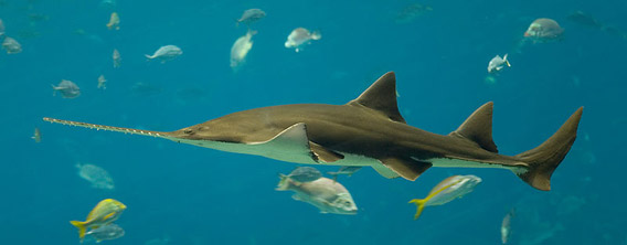 A smalltooth sawfish (Pristis pectinata) at an aquarium in Georgia. Photo by: Diliff.