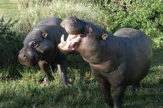 teacup hippo