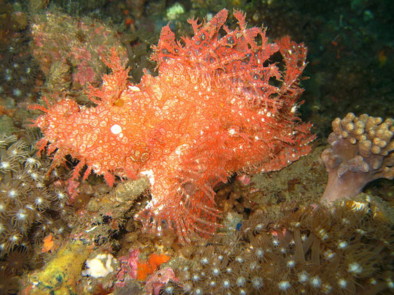 Weedy scorpion fish off the Indonesian island of Sulawesi. Photo by: Jens Petersen