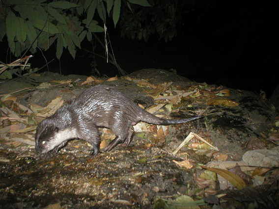 An Asian small-clawed otter caught on camera trap in the Western Ghats. Photo by: Clusteronefloyd.