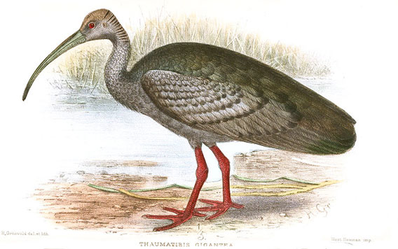 Illustration of giant ibis. Illustration by: Henrik Grönvold.