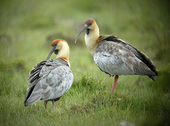 Black-faced ibises. Photo by: Frank Vassen.