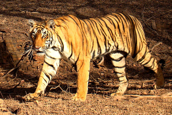 Bengal tiger in Rantgambhore National Park. Photo by: Bjørn Christian Tørrissen.