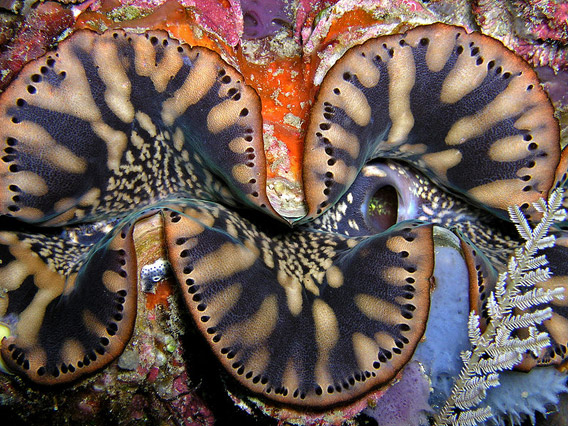 Giant clam species, Tridacna squamosa, in Timor. Photo by: Nick Hobgood.