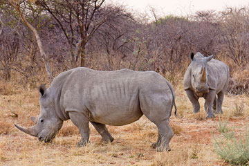 Without large conservation efforts, the world's most abundant rhino would today be extinct. The white rhino (Ceratotherium simum) fell to just around 100 individuals (and was thought extinct until these were found), but today numbers 17,500, making this species among the world's most upbeat conservation stories. Unfortunately, this species is still heavily poached. It is listed as Near Threatened. Photo by: Ikiwaner.      