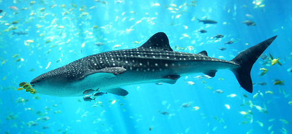 Captive whale shark in the Georgia aquarium. Photo by: Zac Wolf. 