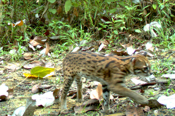 Photos: five wild cat species documented in Sumatran forest imperiled