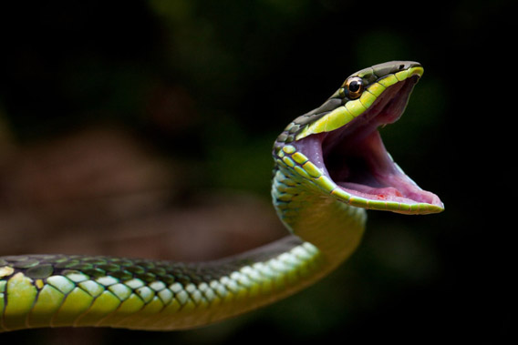 Blunt-headed green treesnake (Uromacer catesbyi) in the Massif de la Hotte, Haiti.The Massif de La Hotte mountainous regions are the last remnants of Haiti’s cloud forest that support unique species. The region has more critically endangered species than anywhere else in the world, including 13 AZE trigger species. It is under extreme population pressures including slash and burn agriculture and extraction of timber as well as non timber products. The Alliance for Zero Extinction (AZE) has ranked this the third most important priority area for conservation because of its rich biodiversity and high levels of endemism. Photo by: © Robin Moore.