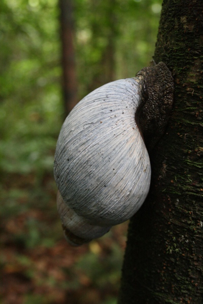 Eaten to endangerment: the giant forest snail