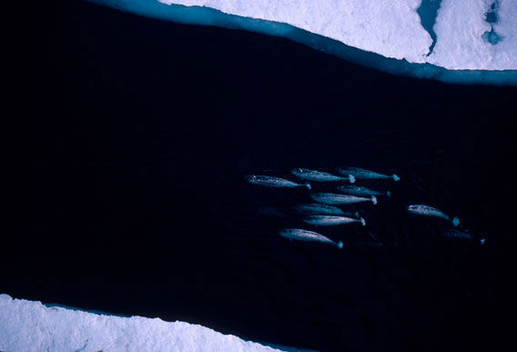  Aerial group of migrating narwhals. Photo by: Doug Allen/WWF.