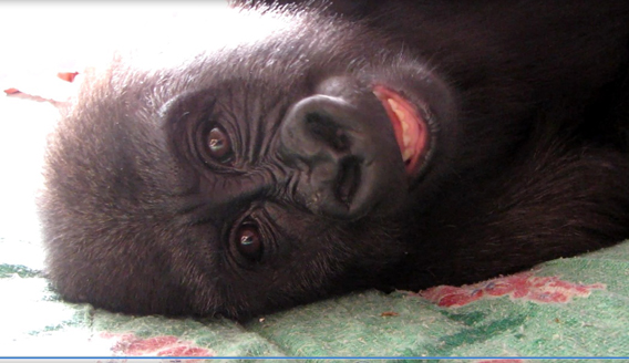 Named Afangui this gorilla toddler now resides in a gorilla sanctuary in Cameroon. Photo courtesy of the Zoological Society of London (ZSL).