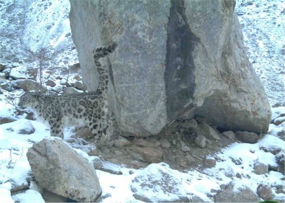 Creating a Vast Conservation Corridor for the Snow Leopard