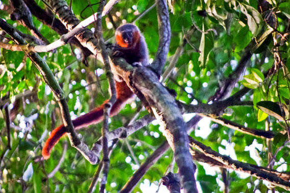 A closer look at the new titi monkey. Photo © Júlio Dalponte.