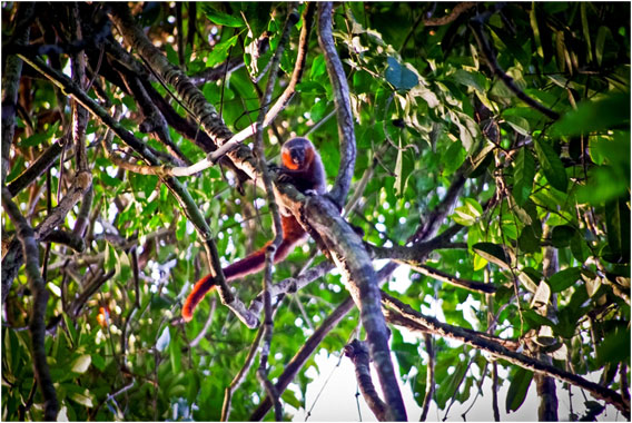 New titi monkey discovered in the Brazilian Amazon. Photo © Júlio Dalponte.