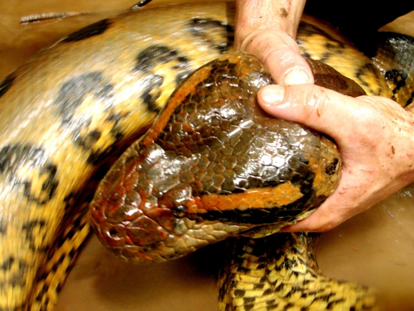 amazon forest anaconda