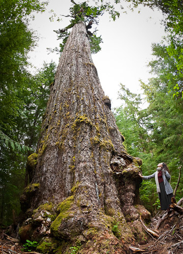 The Red Creek Fir is the world's largest Douglas-fir tree. Stretching more than 242ft (73.8m) tall with a trunk diametre of 13' 9