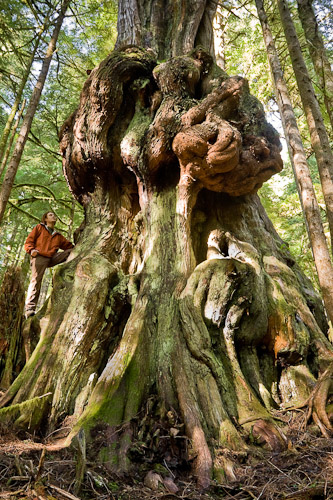 An alien-shaped old-growth red cedar nicknamed 'Canada's Gnarliest Tree' in the now-protected Avatar Grove. Watt says: 'This shot became the face of our organization's successful bid to protect the area and the tree has likely become the most photographed in BC's woods during the past decade.' 