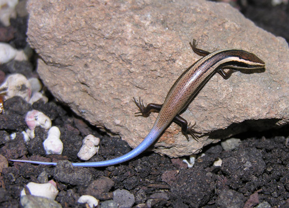 New species: the Anguilla Bank skink. Photo by: Karl Questal.