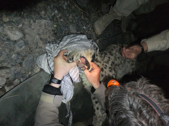 The research team conducts a dental exam of a snow leopard prior to its release. Photo by: Anthony Simms/WCS.