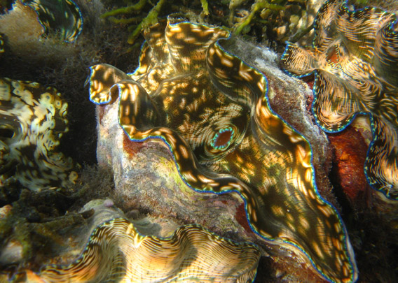 Tridacna derasa a 'forgotten' giant clam species, also being cultured by the Giant Clam Project (Marine Science Institute) under Suzanne Licuanan. Photo by: Ardea Licuanan.