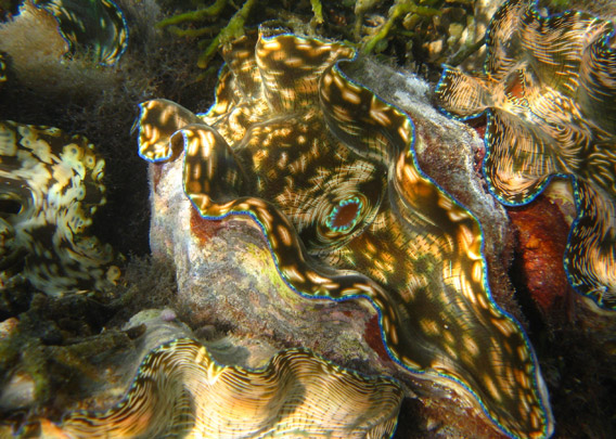 giant clams in the philippines