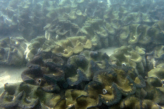 A bed of true giant clams, Tridacna gigas, cultured and reared in Bolinao, Pangasinan, Philippines by the Giant Clam Project, Marine Science Institute. Photo by: Ardea Licuanan.